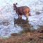 Nilgai