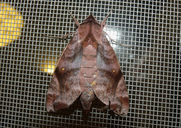 Spotting Image 1
