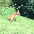 Red fox