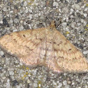 Moth