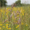 big bluestem