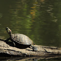 Red ear slider