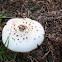 Garden Mushrom