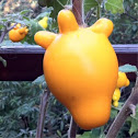 Nipple Fruit