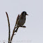 Goldfinch; Jilguero