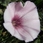 Mallow bindweed