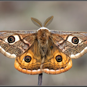 Eudia pavonia by Simon Kovacic - Animals Insects & Spiders ( butterfly, saturnia pavoniella, small emperor, moth, moths )