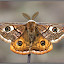 Eudia pavonia by Simon Kovacic - Animals Insects & Spiders ( butterfly, saturnia pavoniella, small emperor, moth, moths )