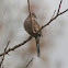 Inca Dove