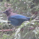 Steller's Jay
