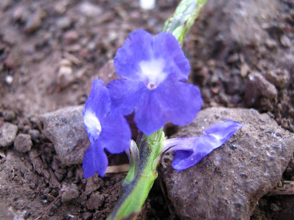 Spotting Image 1
