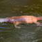 Platypus
