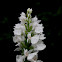 Dactylorhiza maculata