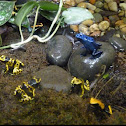 Yellow Poison Dart Frog