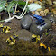 Yellow Poison Dart Frog
