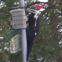 Pileated Wood-Pecker (female)