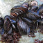 California Mussels