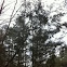 White cedar