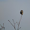 Great Grey Shrike