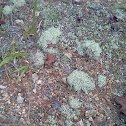 British Solider Lichens
