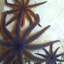 Stimpsoni seastar