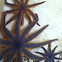 Stimpsoni seastar