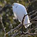 Snowy Egret