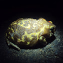 Marbled Balloon Frog