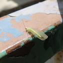 Green Lacewing