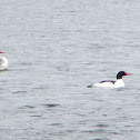 Common Merganser