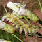 Lophocampa caterpillar