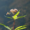 Joe Pye Weed
