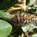 Hairy Caterpillar