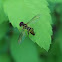 Syrphid Fly
