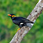 Common Hill Myna
