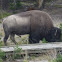 American bison