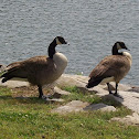 Canada Goose