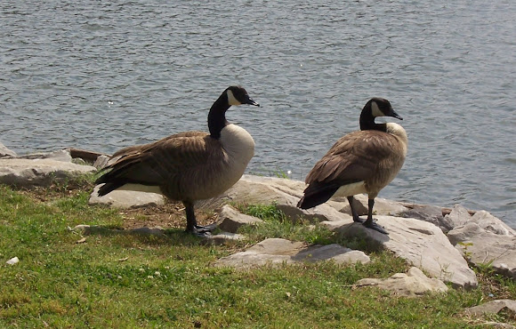 Spotting Image 1
