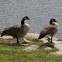 Canada Goose