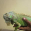 Green Iguana