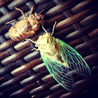 Resh Cicada