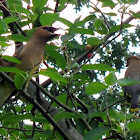 Cedar Waxwing
