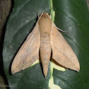 Hawk-Moth