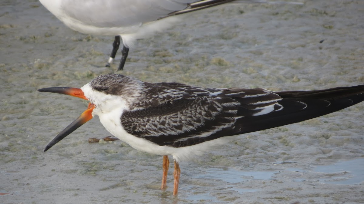 Black Skimmer juvenile