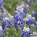 Bluebonnet
