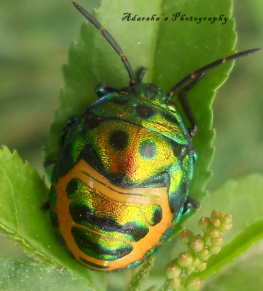 Jewel Bug Nymph | Project Noah