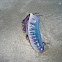 Portuguese Man of War (Bluebottle)