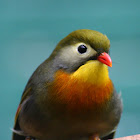 Red-billed Leiothrix