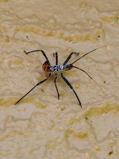 immature Wheelbug