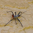 immature Wheelbug